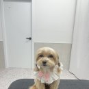 댕스티니 이미지