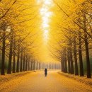 신덕1리 공중화장실 | 금빛 인생샷 보장! 경주 도리마을 은행숲 &#39;골든 타임&#39; 촬영 노하우