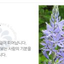 카사미아 이미지