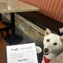 LaLa DOG | [LA일상]강아지 동반 세리토스몰 식당 추천, Lazy Dog 방문 후기 🐶 분위기부터 음식까지 만족스러웠던 곳