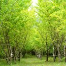 신양 은행나무길 이미지