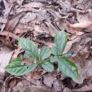 장모사랑 이미지