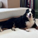 더독그루머스 이미지