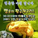 ＜황금개구리＞ 이미지