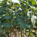 블랙커런트 재배요령 - 수형관리 1 이미지