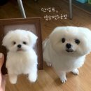 공방무후 네이버블로그