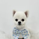 몽몽하개 이미지