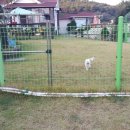 도담도담애견펜션 이미지