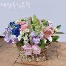 도마교동꽃집 태양꽃식물원 가격 위치 영업시간