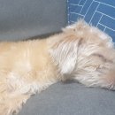 [가평 강아지 동반] 2박 3일 가평 나들이~! 2편! 카페 더 플래츠 브런치와 홀로 수영! 그리고 녹수계곡
