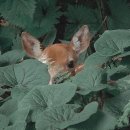 그린피드 이미지