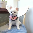 나보다 예쁘개 이미지