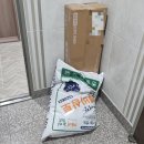 윤농장 | 첫 도전! 블루베리 키우기 묘목 DIY 깨비농장