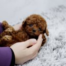 우리집 막둥이 이미지