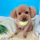 청담동물병원애견미용실 이미지