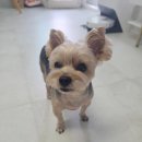 엘동물병원 | 내돈내산 엘녹스 아이드롭 후기