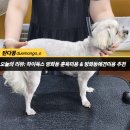 하이독스 이미지