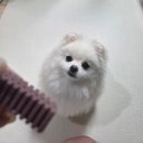[댕댕이연구소] 가수분해 덴탈껌 강아지 치석제거 간식 믹스츄 후기