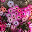 평화광택 이미지