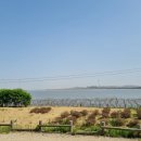 김포평화누리길 2코스 | 🚴‍♂️ 김포 은행잎 코스 (평화누리길)