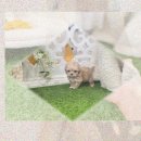 강아지 친구 | 화성 강아지분양 묻따않 페키니즈분양 후기! (ft. 핵인싸 친구)