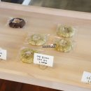 비에스투