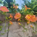 칼림바와 우쿨렐레반 이미지