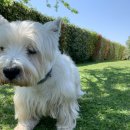 HI, MY DOG 이미지