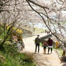 2017. 4. 3 순천 동천변 벚꽃입니다. 이미지