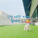 월계역 1번출구 | 강북 노원 월계 신상 애견 카페 도고 방문 솔직 후기