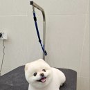 하울팟 케어클럽(분당서현점) 이미지