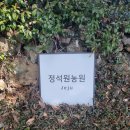 정석원농원 | [제주] 제주도에서 레드향 따기 체험하기; 정석원 농원