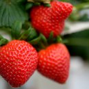 만봉농장 이미지