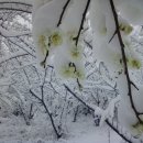 눈속에피는꽃 이미지