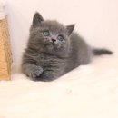 캣앤캣 고양이 병원 티스토리