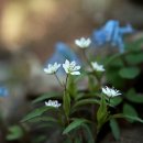 솔바람풍경소리 이미지