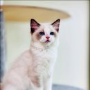 Fall in Rags 이미지