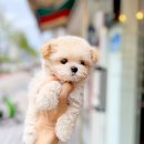 광영메디칼 | 금천구강아지분양 평점이 좋은 애견샵(광명,독산동,가산동)