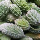 광록농장 이미지