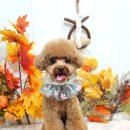 메리몰펫샵 이미지