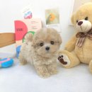 꽃강아지 이미지