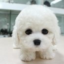 행복한강아지 이미지