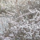 ◆(사진)미선나무 & ◆항동철길의 봄 이미지