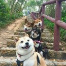 다단