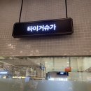 타이거슈가의정부 이미지