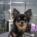 Just Grooming 이미지