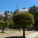 월정방풍림 이미지