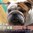 불도그