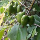 머루다래 이미지