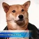 비밀 이미지